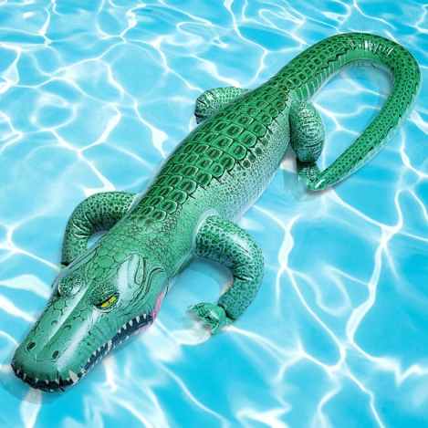 22-alligator